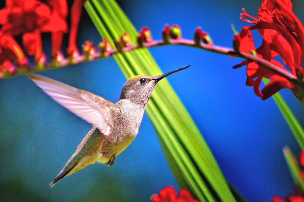 Ijams presents hummingbirds festival Smoky Mountain Living