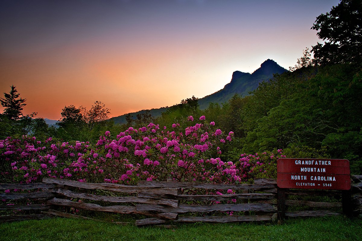 Grandfather Mountain naturalists to host rhododendron walks - Smoky