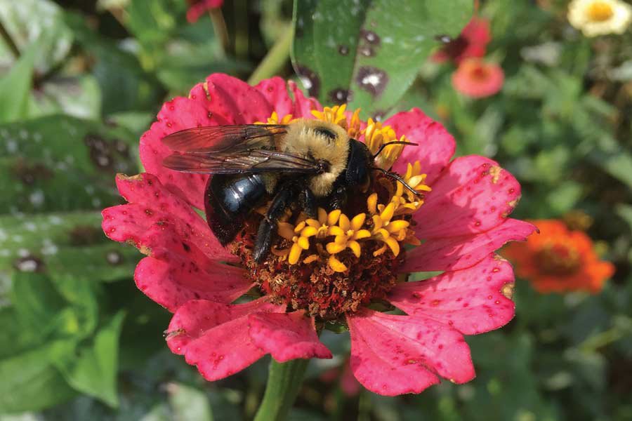 The Buzz About Aussie Bees That Don't Sting: A Guide to Peaceful Pollinators