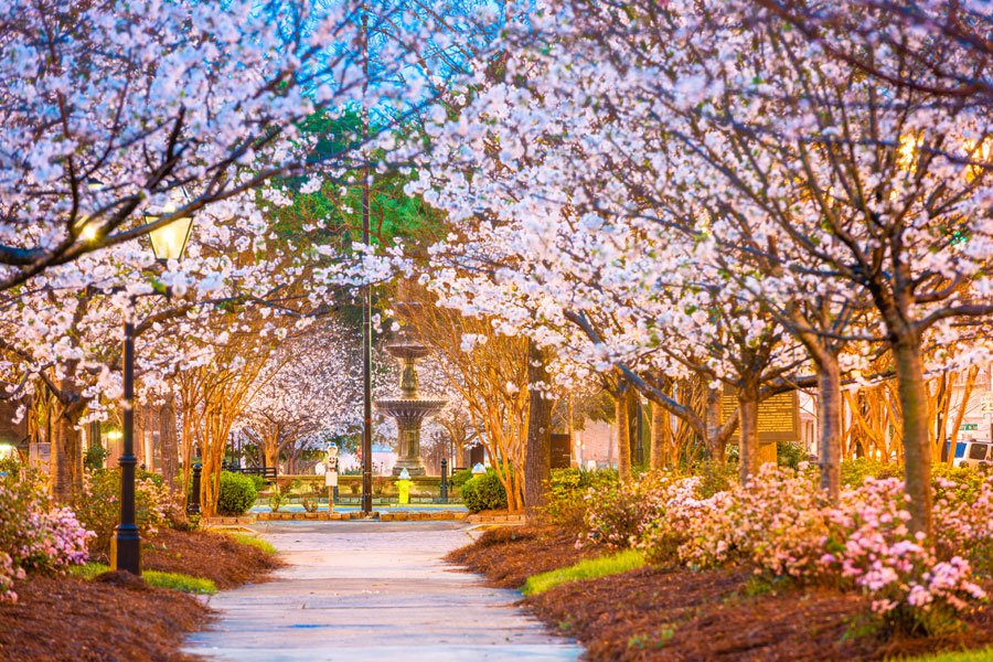 39th Cherry Blossom Festival is March 19-28 in Macon, Georgia - Smoky