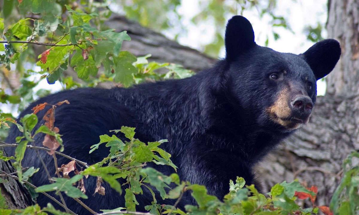 North Carolina expands bear hunting Smoky Mountain Living