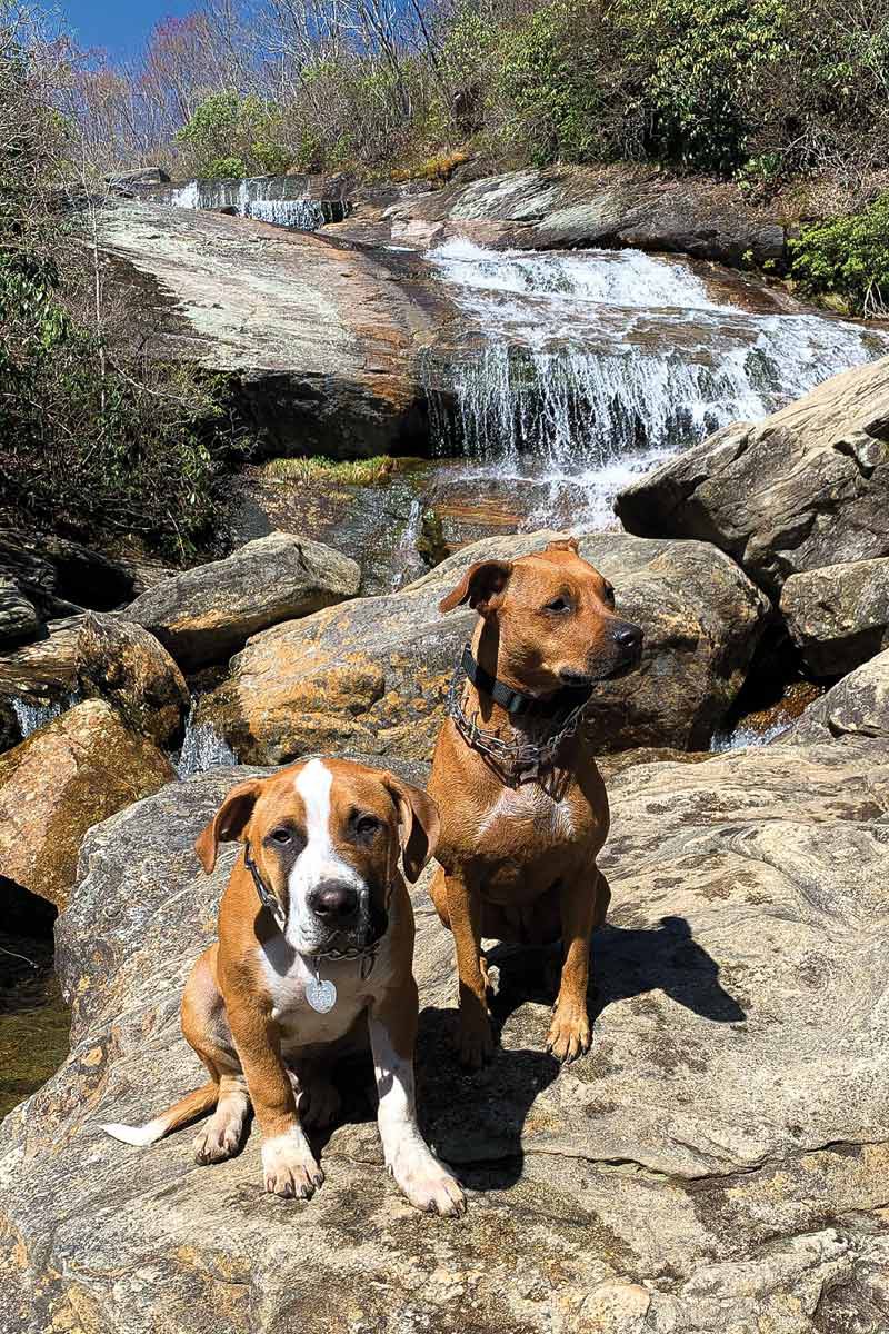 Dog friendly outlet hikes