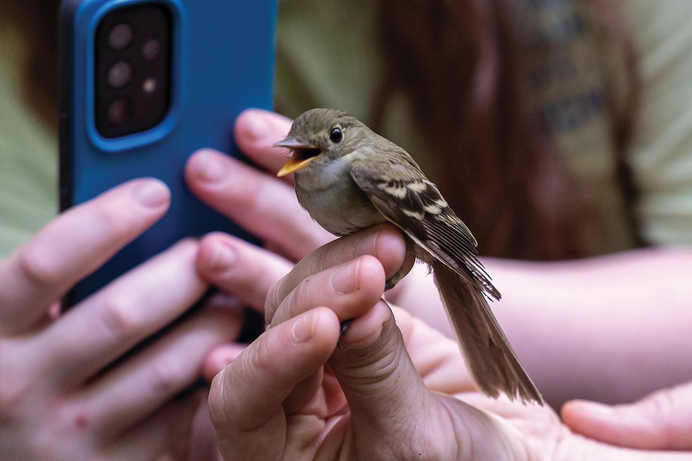 Bird-Banding Program Offers Data and Delight