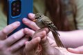 Bird-Banding Program Offers Data and Delight