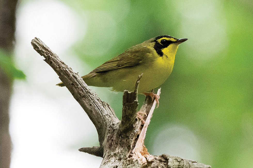 Bird-Banding Program Offers Data and Delight