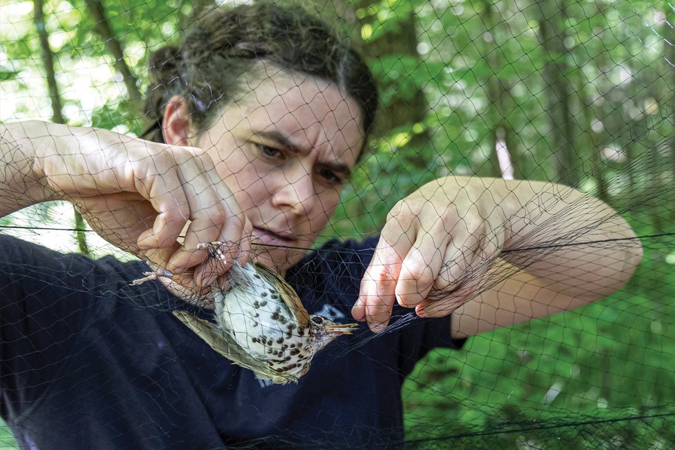 Bird-Banding Program Offers Data and Delight