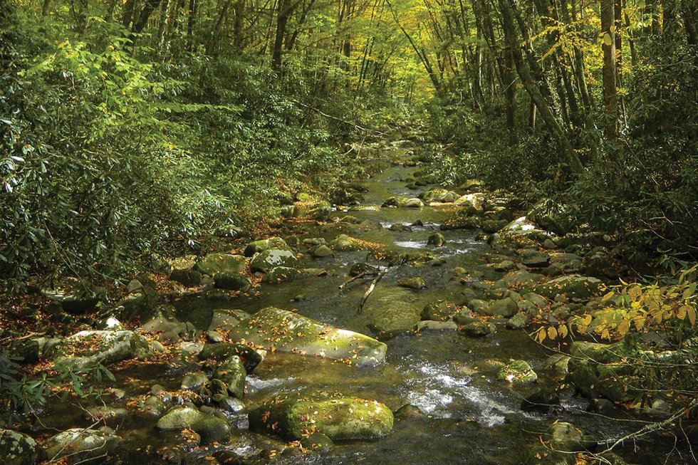 Hiking the Kephart Prong Trail