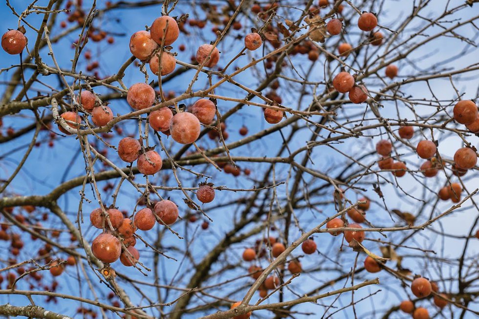 The Wild Native Persimmon