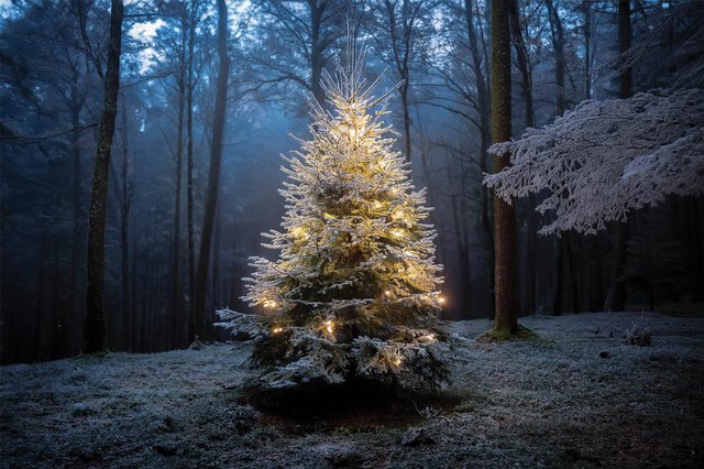 An Appalachian Christmas Tree