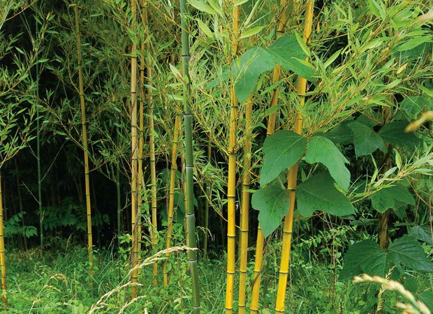 River Cane The American Bamboo Tn Nursery TN Nursery